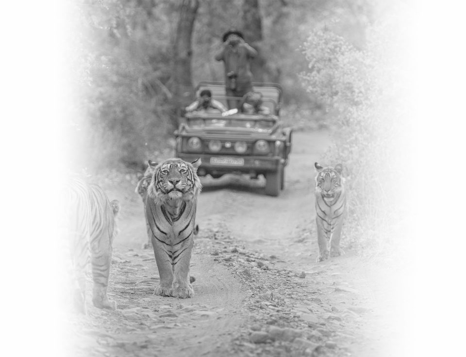 Ranthambhore-website